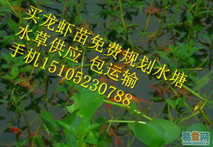 小龙虾苗批发价格详析 广东市场最新行情与图片指南