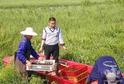 河北小龙虾养殖基地