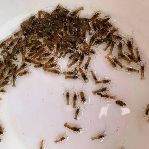 澳洲淡水小龙虾苗小青龙渔场直供红螯虾苗蓝龙虾苗