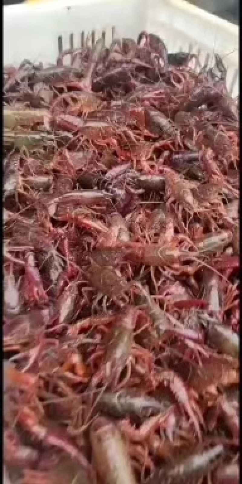 [小龙虾苗批发]湖北潜江市小龙虾苗 8.00元/斤〈热销)龙虾苗 _ 一亩田