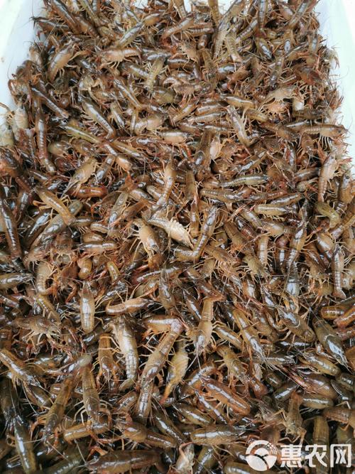 小龙虾苗 虾苗湖北潜江高成活率基地现起现发小龙虾虾
