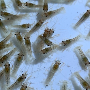 小龙虾,小龙虾种苗,小龙虾苗,龙虾苗,虾苗