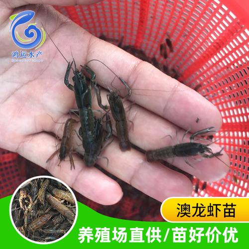 水产大量批发 淡水澳洲龙虾苗 2