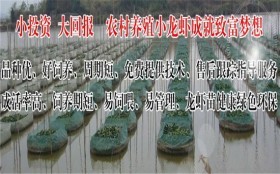黄州龙虾苗批发(全国送货上门)