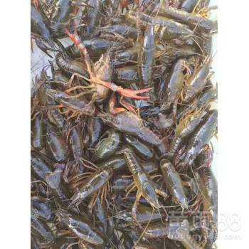 湖北潜江小龙虾养龙虾养小龙虾苗价格