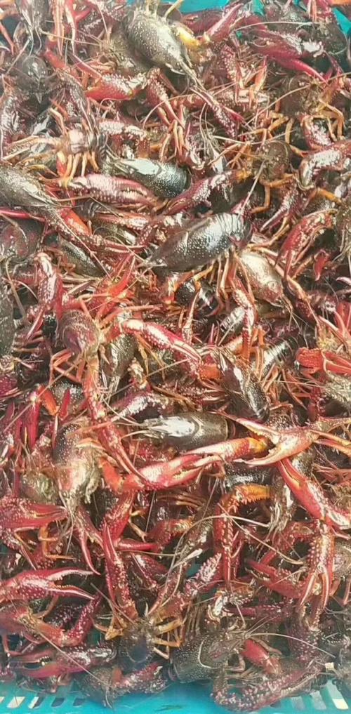 小龙虾苗渔场直发 品质保证与淡水养殖技术指导